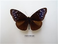 藏品(異紋紫斑蝶)的圖片